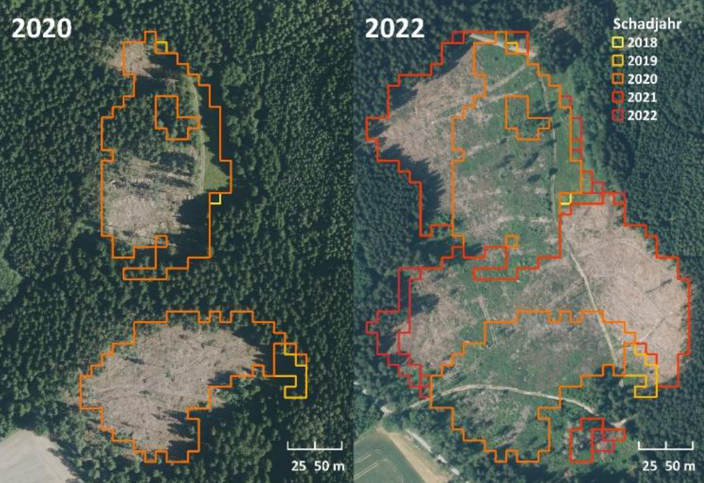 FNEWs-Jahresprodukt am Beispiel bereits geräumter Borkenkäfer-Schadflächen, hinterlegt mit Luftbildern aus den Jahren 2020 (links) und 2022 (rechts). Bild: Luftbilder: GeoSN